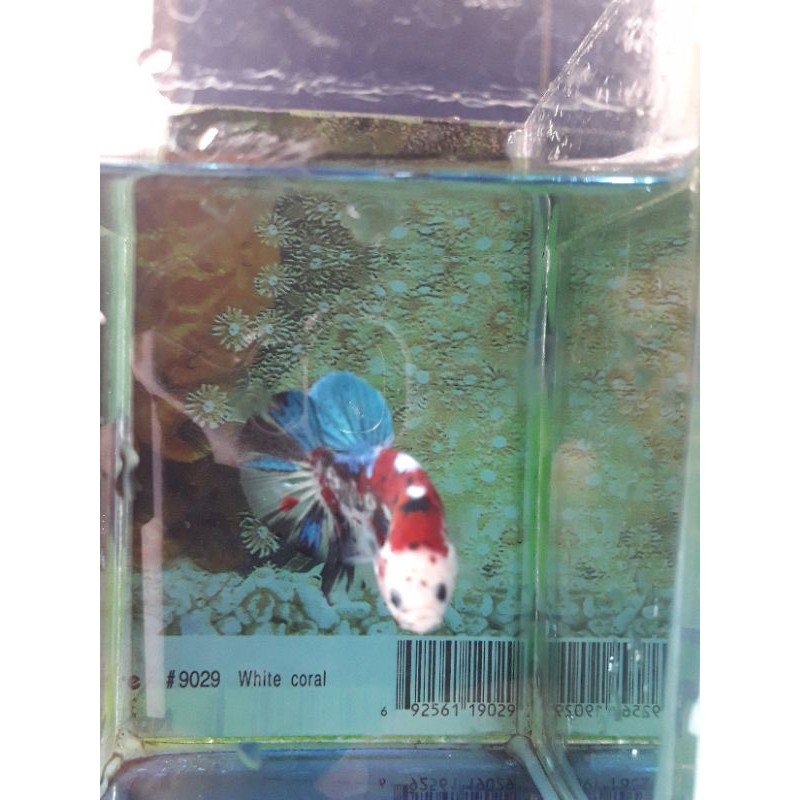 

copang koi galaxi