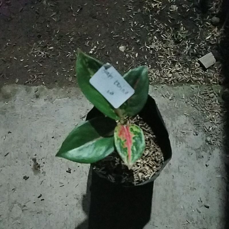 Tanaman hias aglonema baby big papa.