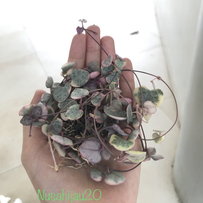String of heart variegata Rimbun pot 10cm BEST SELLER