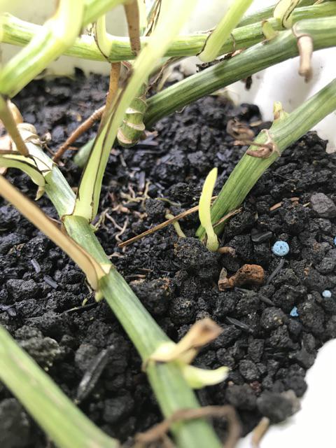 Media Tanam Organik Lengkap