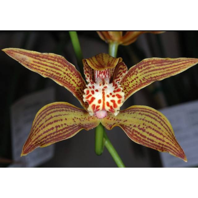 Anggrek Cymbidium Chen Ruby KNOP SIAP BERBUNGA