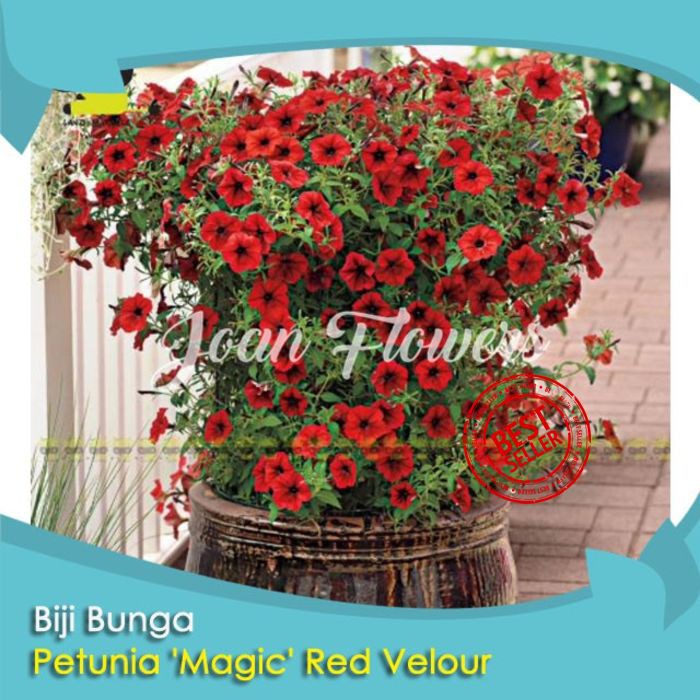 Bibit Tanaman Bunga Petunia 'Magic' Red Velour Petunia Flower Benih Tanaman Hias Dekorasi Rumah