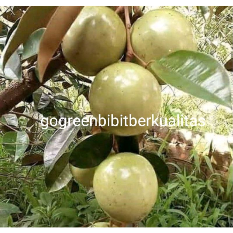 bibit kenitu//sawo hijau//kenitu//kenitu sedling