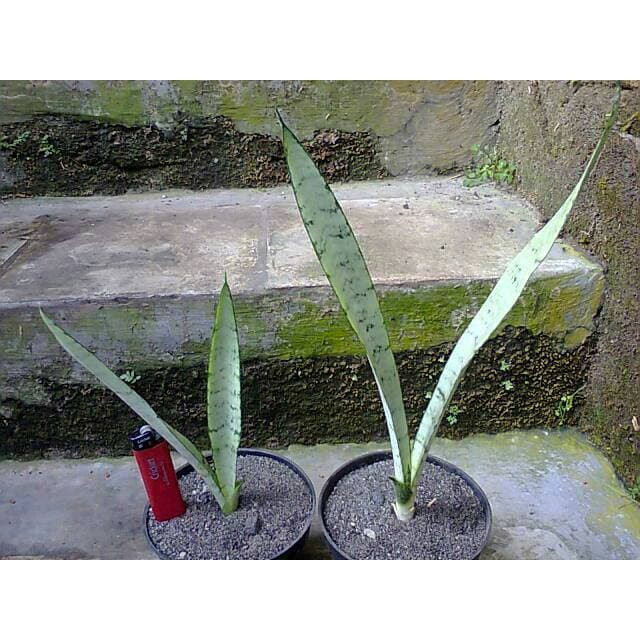 Bibit Tanaman Hias Sukulen Sansevieria White