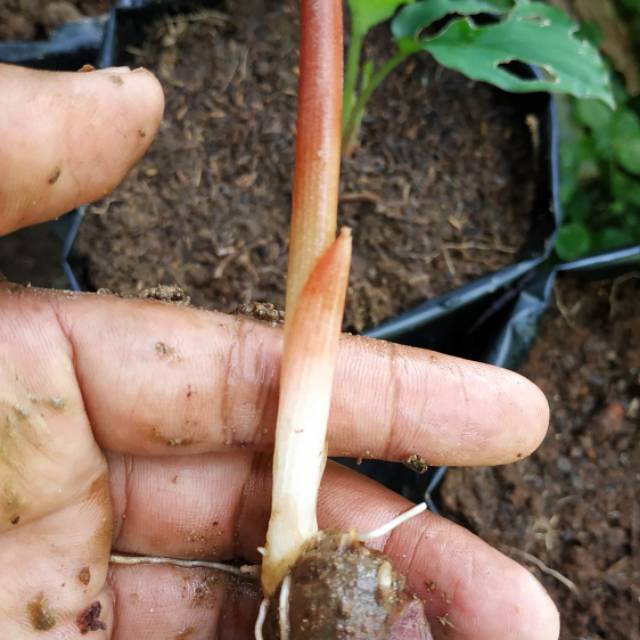 Bibit Kunyit Hitam Asli (Kaempferia Parviflora)