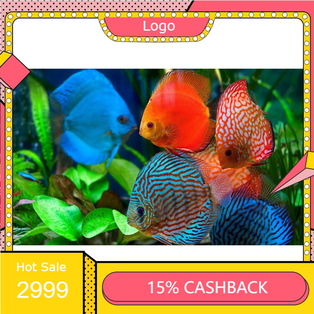 Discus 3 Inch Random Sameday Instan Only