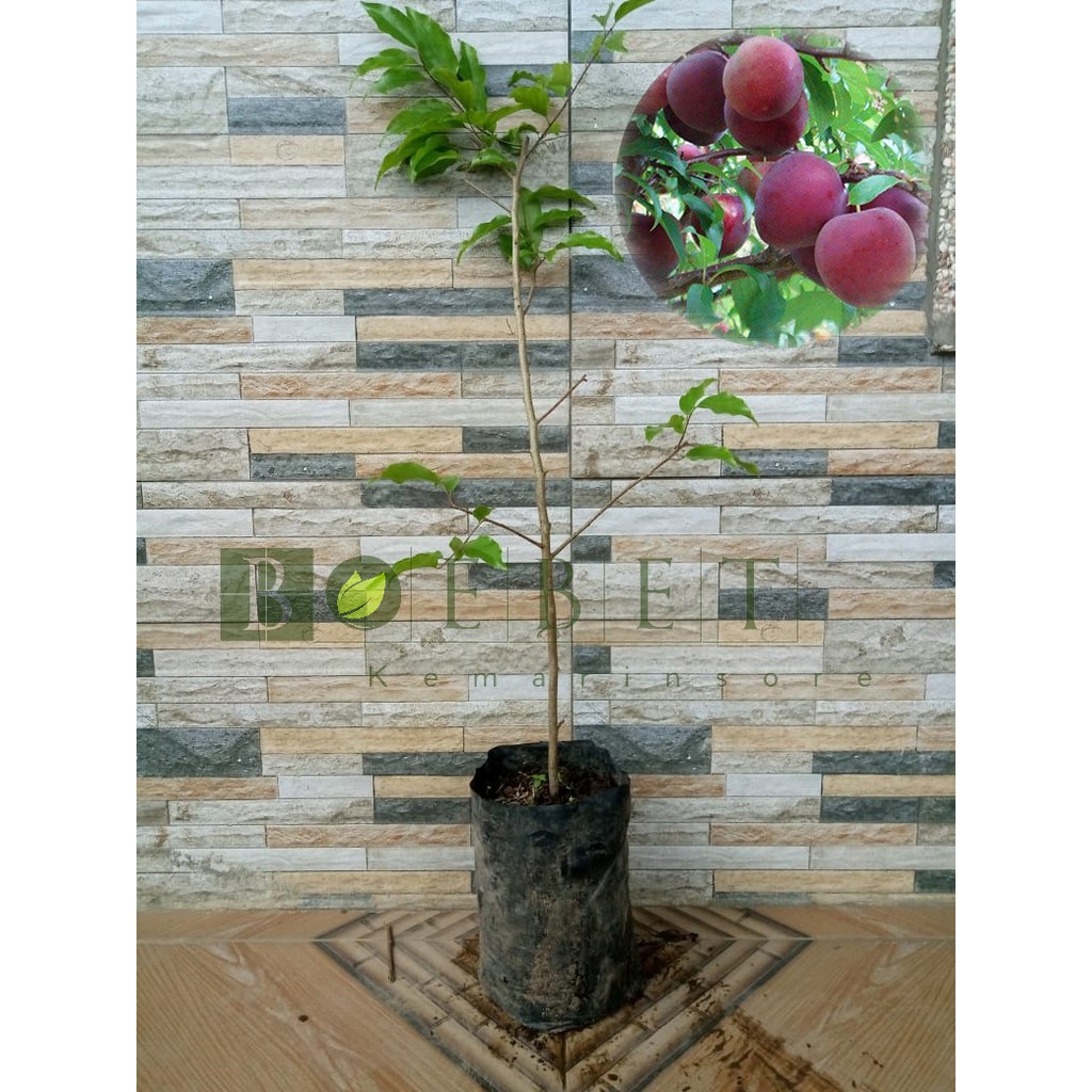 Bibit Plum Aussie Hasil Cangkok Cepat Berbuah Unggul