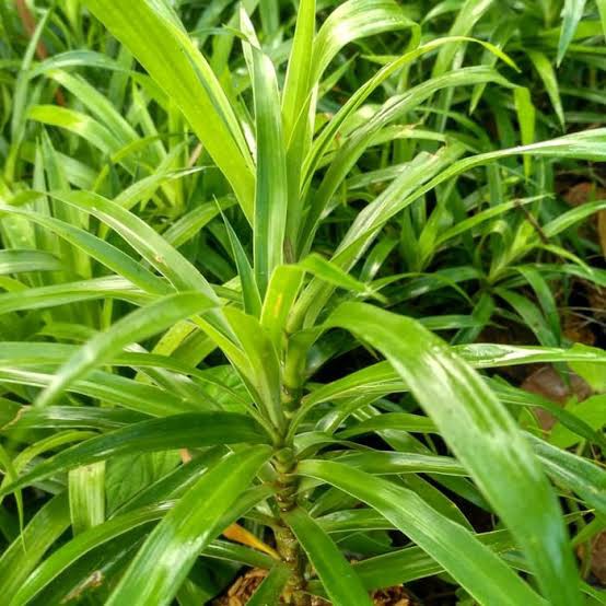 Tanaman herbal sugih - suji - tanaman suji belut - sugih herbal