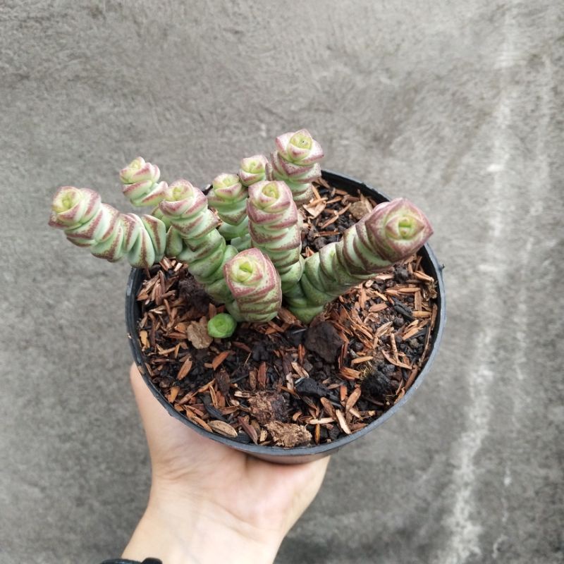 Crassula Marnieriana | DP 10cm