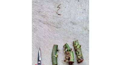 Jual Bonggol Janda Bolong Asli Bukan Tipu2-bonggol Monstera Janda Bolong