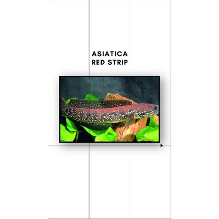 ASIATICA RED STRIPE 7-9CM