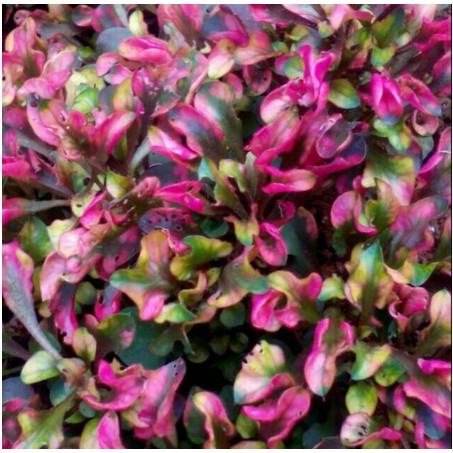 Tanaman hias krokot merah / bibit tanaman hias krokot merah / pohon krokot merah