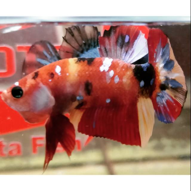 Cupang Yellow Base Galaxy