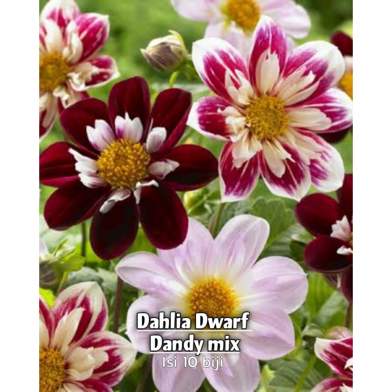 Dahlia Dwarf Dandy benih biji