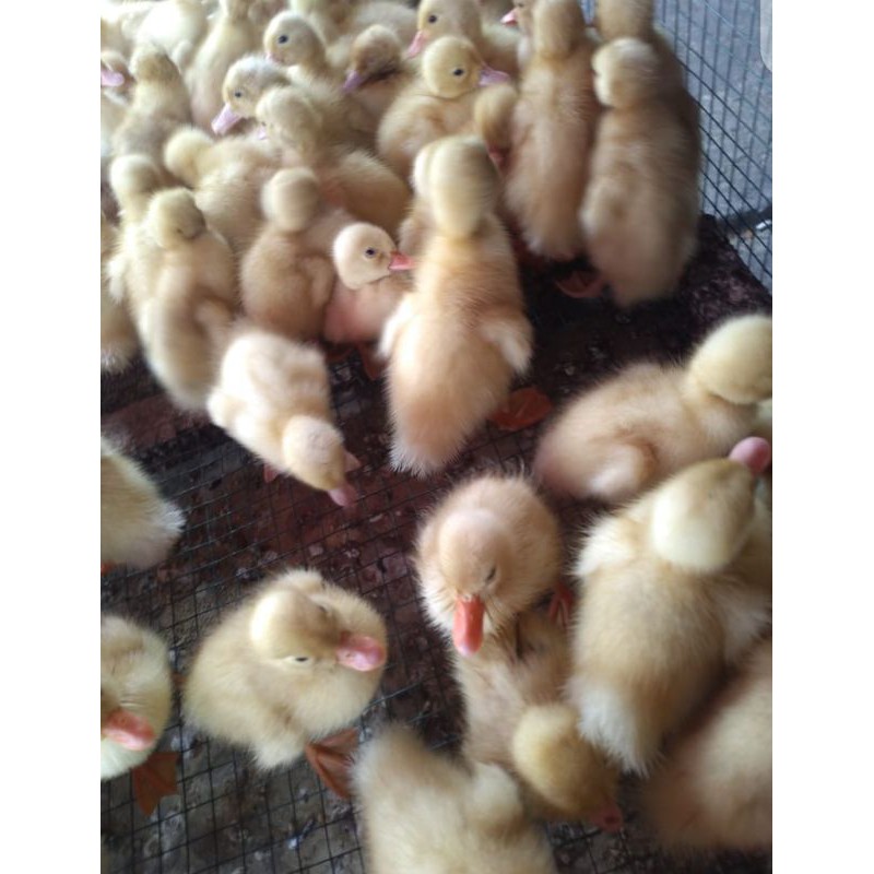 bebek peking jumbo - DOD Peking - anak bebek peking jumbo