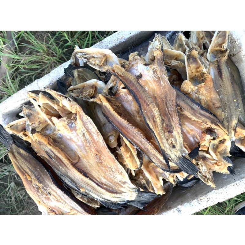 

Ikan Asin dan Kering gabus kolam khas kalimantan tebal besar dan fresh /ikan gabus 500gr