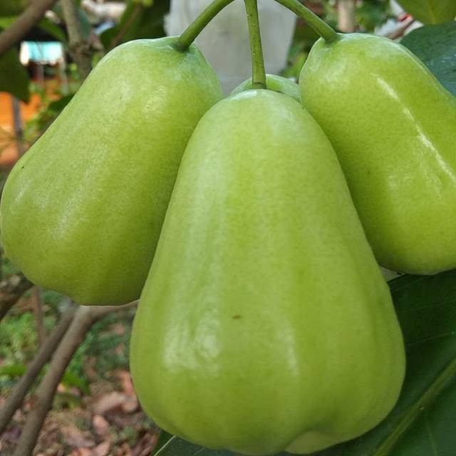 Jual Bibit tanaman  Jambu Air Madu Deli Hijau-3