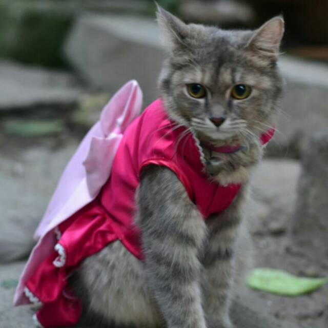 Dress satin pink fanta untuk kucing &amp; anjing /Jual Baju Kucing Terlengkap &amp; Berkualitas size S-XL