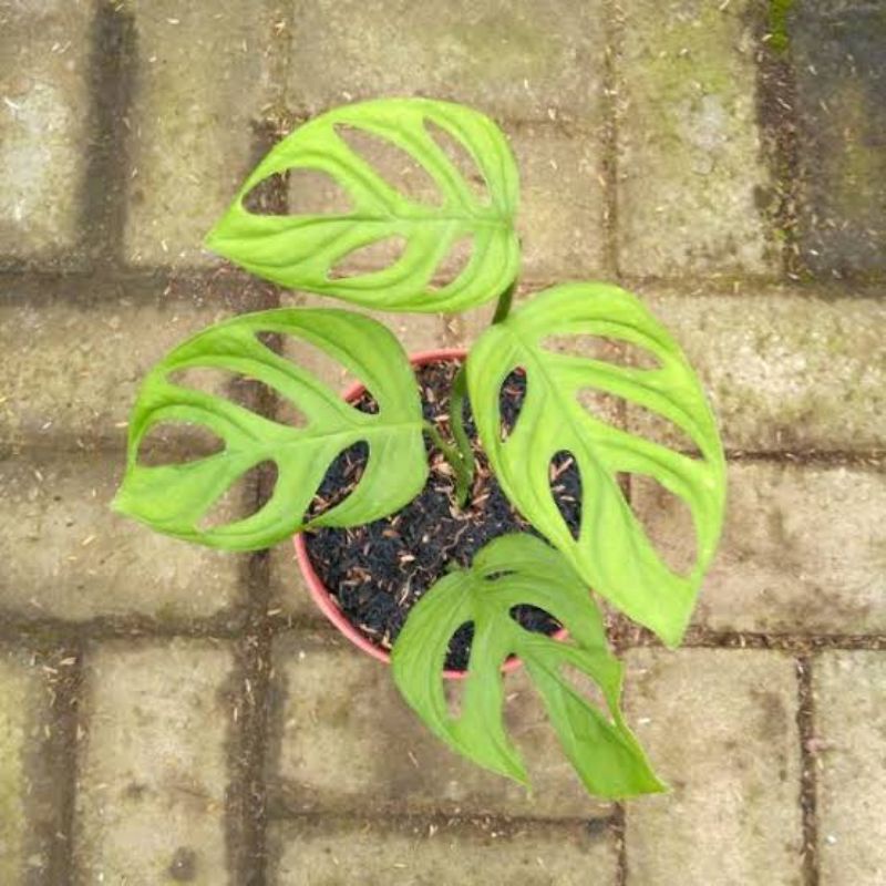 tanaman hias  janda bolong - pohon janda bolong