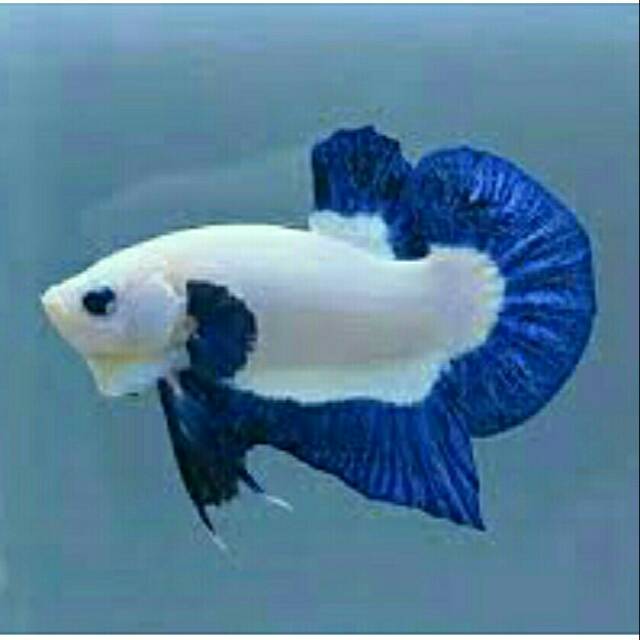 24 Jual Ikan Cupang Blue Rim  Sepasang Pics