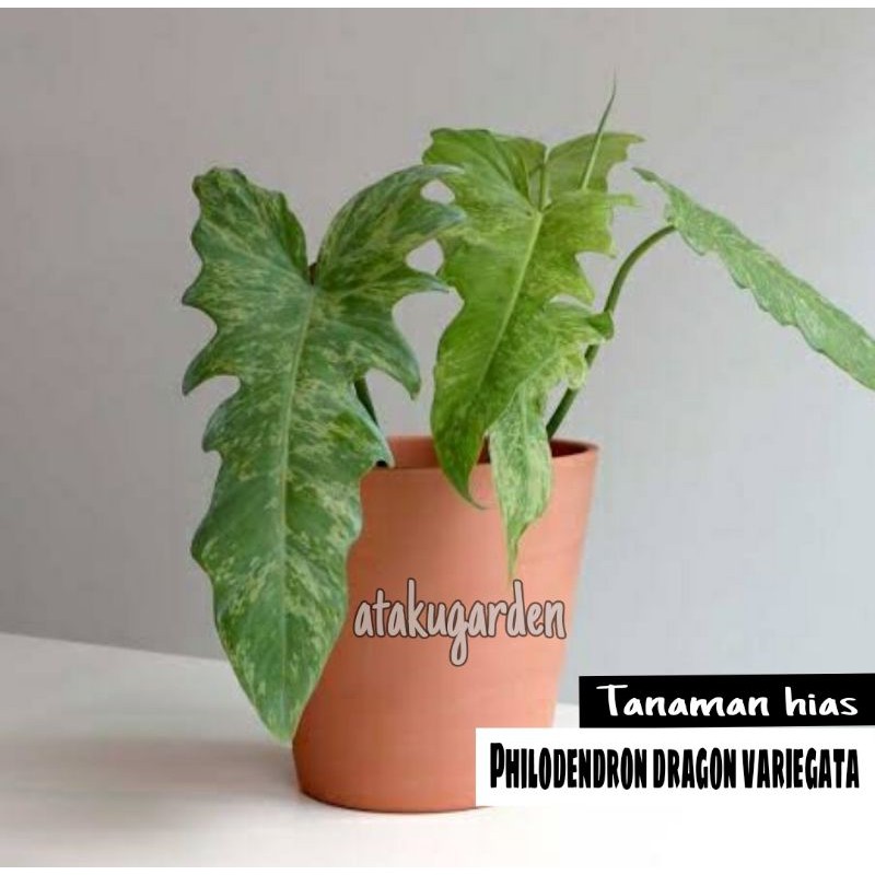 Tanaman Hias philodendron dragon variegata philo dragon varigata