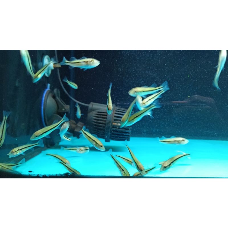 PBASS Pinima pure sz 4-5cm