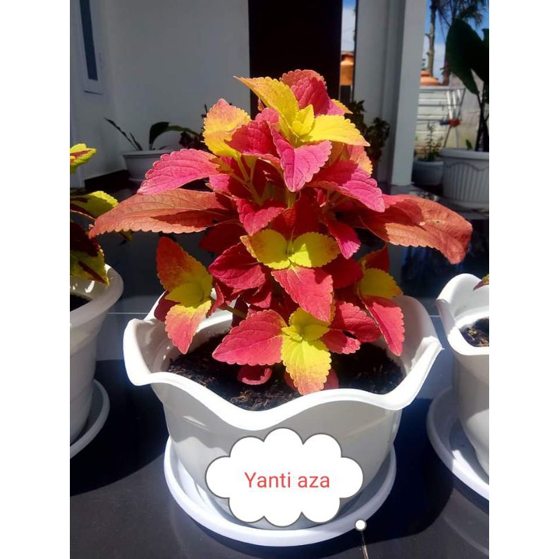 Tanaman Hias Miana/Coleus berakar bonus pot