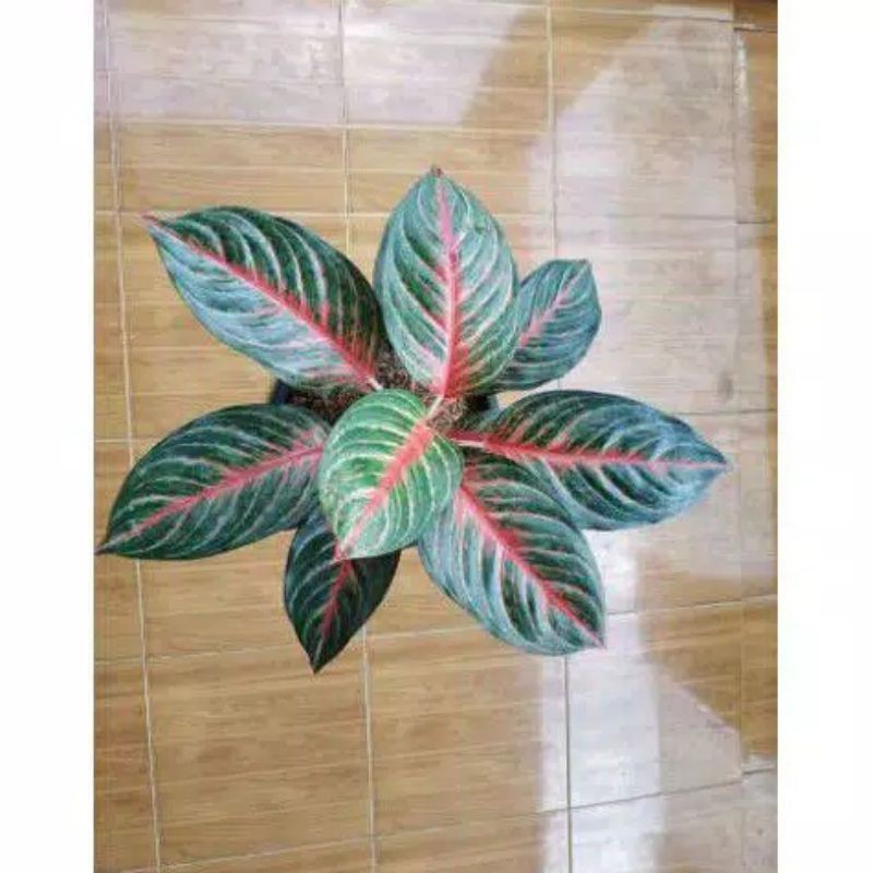 bonggolan aglonema red borju free pot tawon