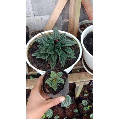 peperomia roso hijau