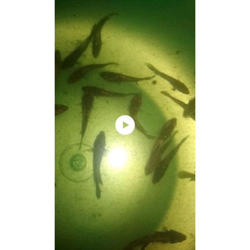 avatar cooper line avatar cooper gold