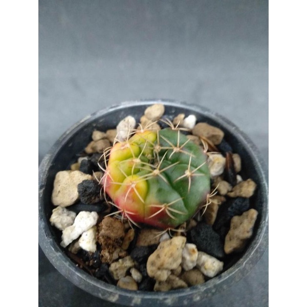 Kaktus Gymnocalcium Damsi Varigata