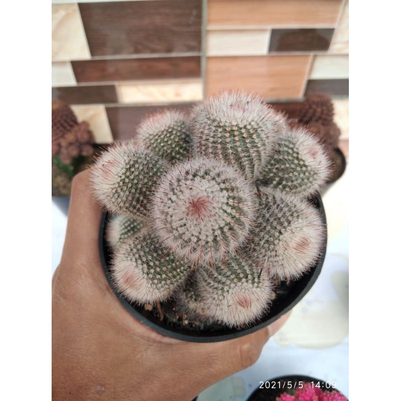 Kaktus scopall cluster ownroot pot 10cm full besar2