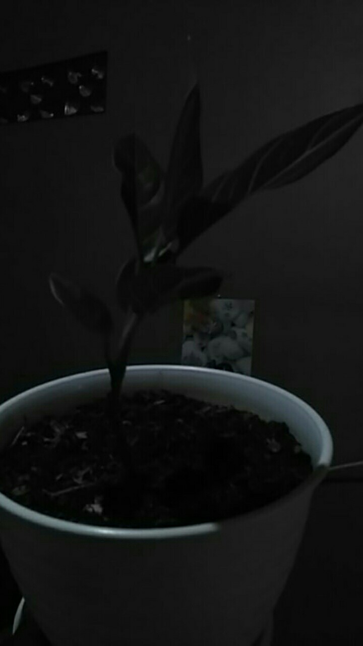 Jual  Tanaman Hias Aglonema Rotudum  _