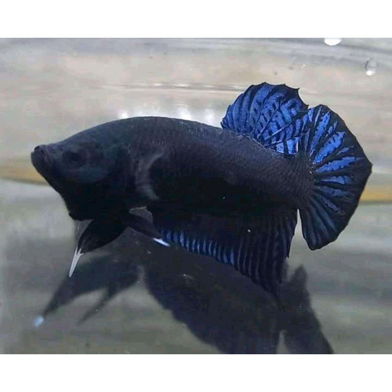 cupang aduan sakai import thai X ipoh malaysia