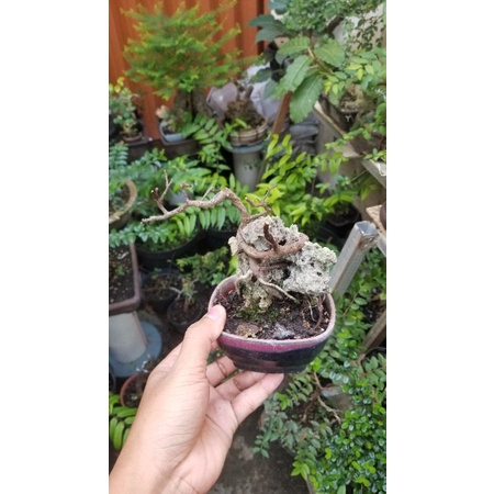 Bahan bonsai beringin