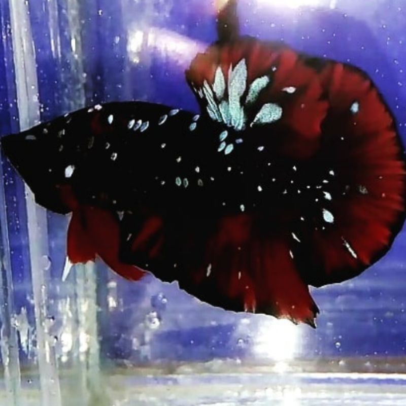 CUPANG AVATAR GORDON VAMPIRE 1PAIR