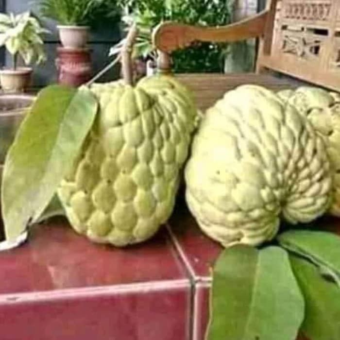 SRIKAYA JUMBO