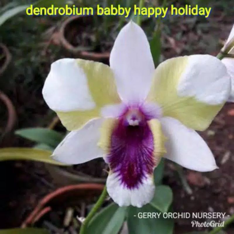 anggrek dendro dendrobium baby babby happy holiday