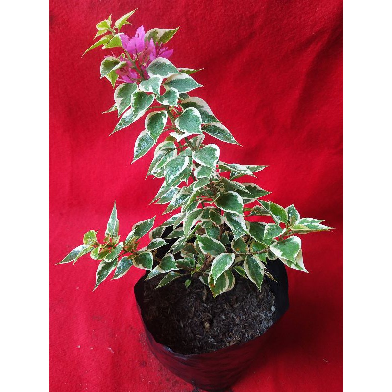 Tanaman hias bunga Bougenville Singapore/ Bougenville mikro, berbunga ungu