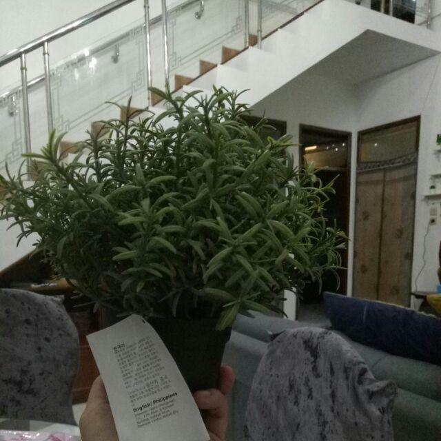 Fejka, Tanaman Tiruan Dalam Pot, Oregano, timi, Rosemary 9 Cm