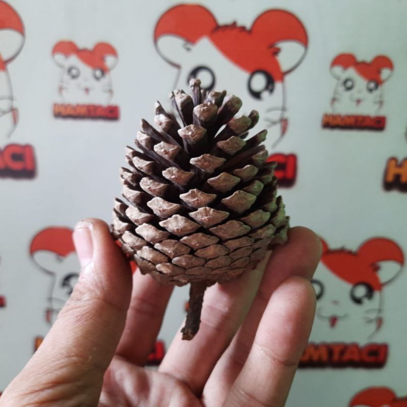 PINE CONE NATURAL CHEWING FOR HAMSTER/GIGITAN HAMSTER/PENGERAT