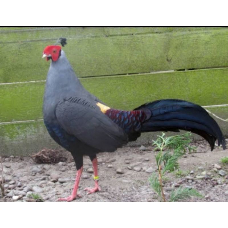 

telur ayam hias siamese fireback