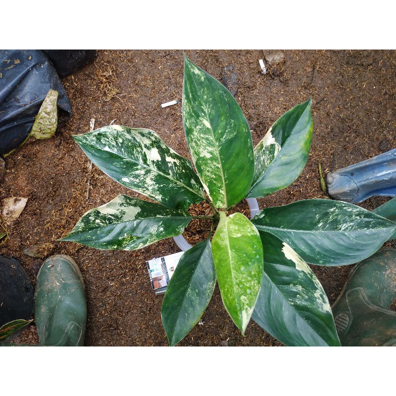Aglonema Siam Jade Induk
