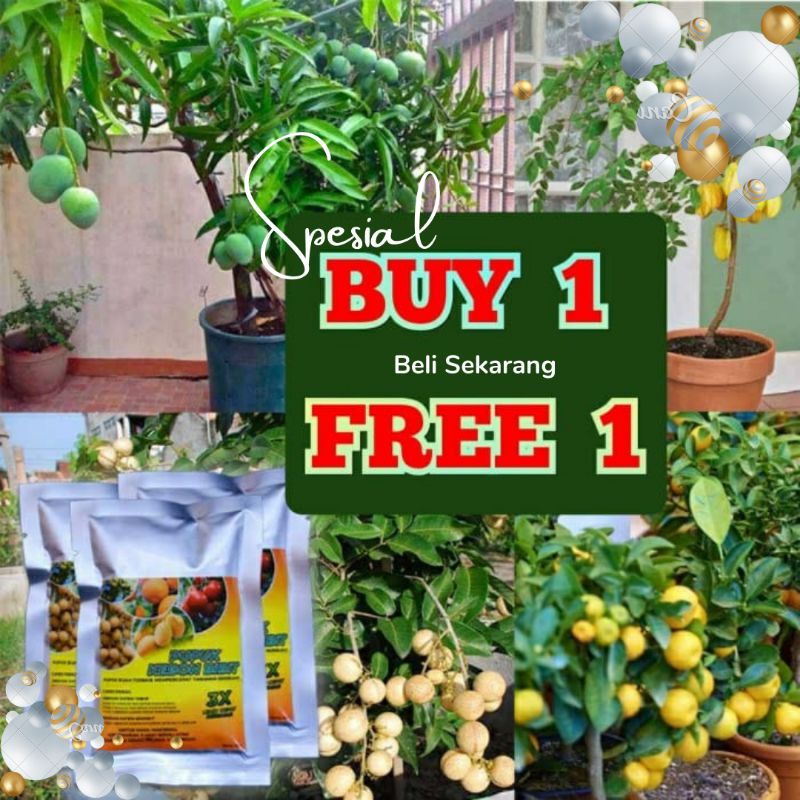 PUPUK KEBON BIBIT PERCEPAT POHON BERBUAH
