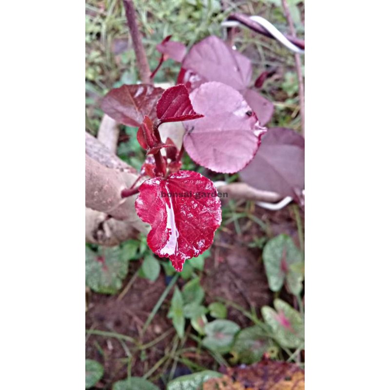 waru merah super red original bahan bibit bonsai berkualitas