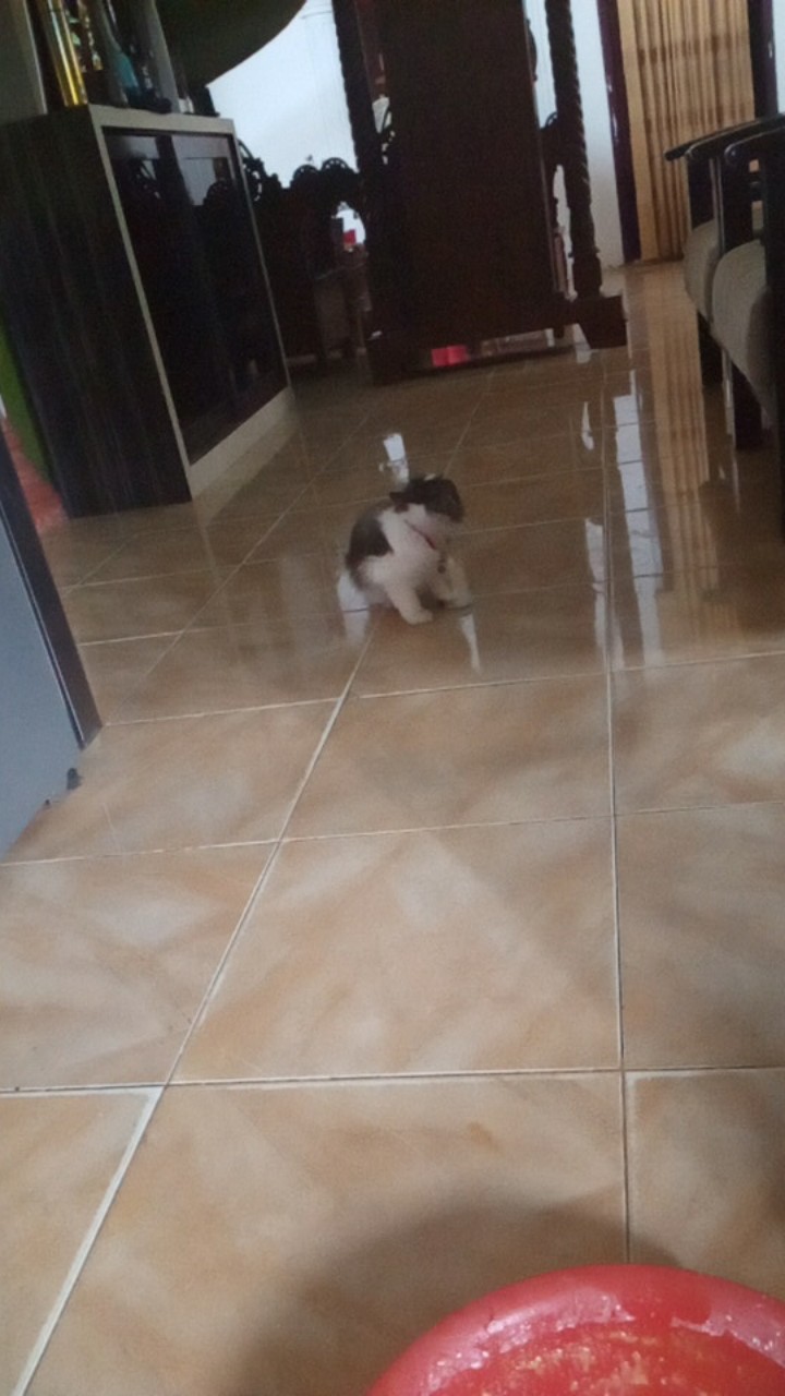 Size M L Xl Xxl Xxxl Bswart Batik Hrb026 Kenongo Hem Pendek Padi Pekalongan M