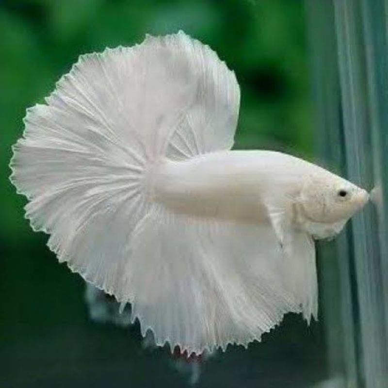 cupang halmfon white platinum