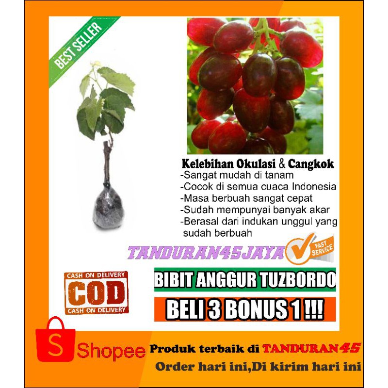 bibit anggur tuzbordo/bibit anggur/bibit anggur import