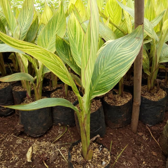 Tanaman hias kana / pohon Kana / bunga kana