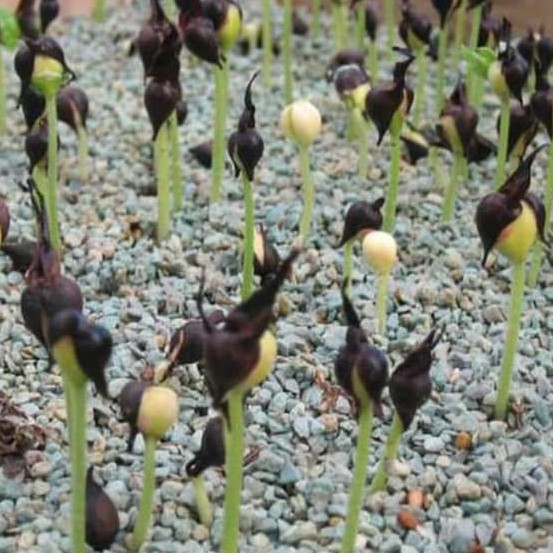 Media Tanam Pasir Batu Ziolit Zeolit Zeolite Putih 01 mm 1 kg